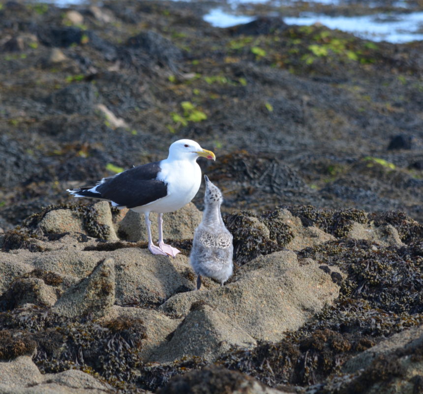 Houat-Hoëdic, îles refuges pour les oiseaux marins